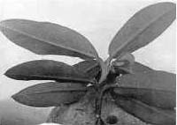 Underside of the leaves of R. bureavii