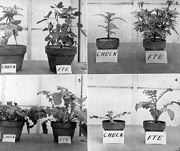 Plants grown in sand culture with and without the addition of trace elements