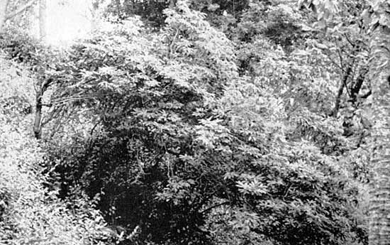 Rhododendrons found in the Blue Mountains of Jamaica