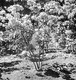 Seedling of R. 'Klondyke' x R. 'George Reynolds'