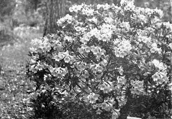 R. 'Elizabeth'