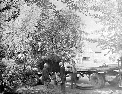 Moving of one of the first rhododendrons to the new test garden,