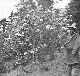 Rhododendron rufum