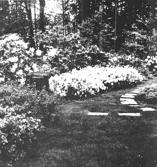 Dwarf rhododendrons