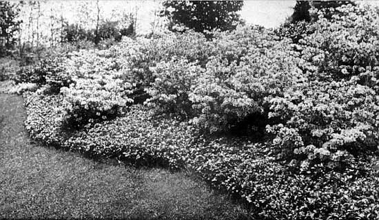 Rhododendrons in the Dexter Garden