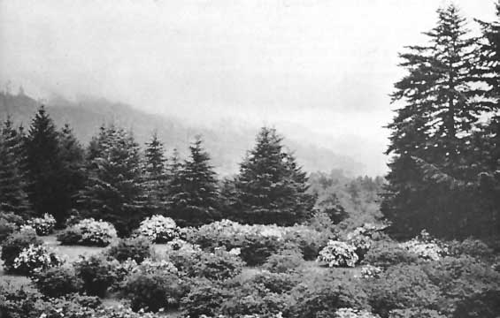 Azalea State Park, Brookings, Oregon