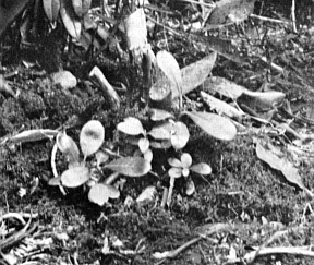 New growth sprouting from the roots of plants killed in the 1955 freeze.