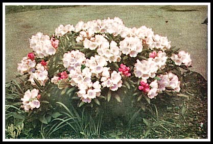 Rhododendron yakushimanum