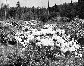 McKee rhododendrons on side of hill at Abbottsford