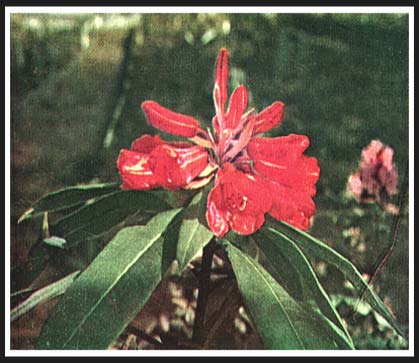 R. agapetum