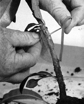 Newly placed bud being tied in place.