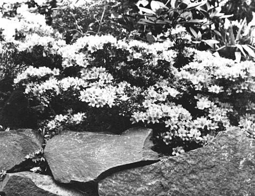 Kurume azalea growing on rocks