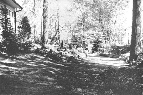 Rock garden with dwarf rhododendrons