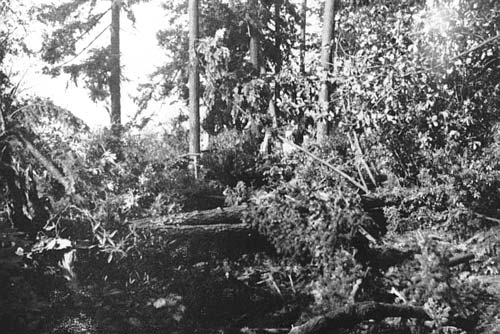 Large fir trees down amongst the rhododendron planting.