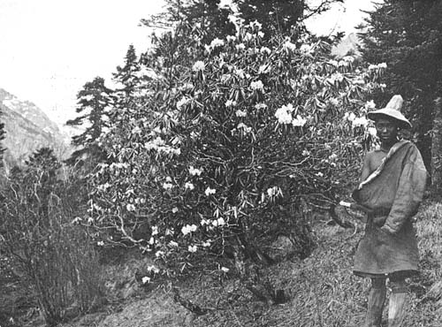 Rhododendron refum