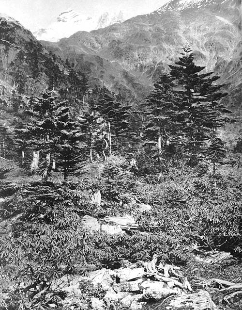 R. dryophyllum growing on the Mekong-Salween divide