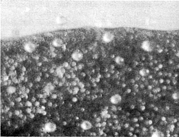 Rimless scales of R. carolinianum x 'Goldbug'.