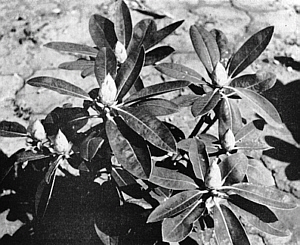 Fertilized plant showing flower buds.