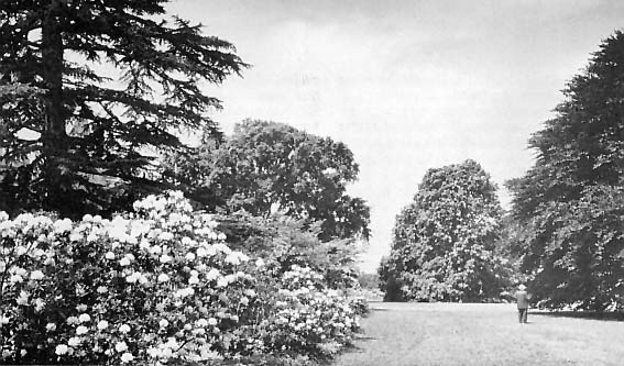 Arboretum and Catawba
Rhododendron hybrids