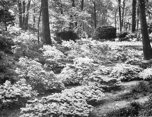 Rhododendrons at W. R. Coe Jr. Home