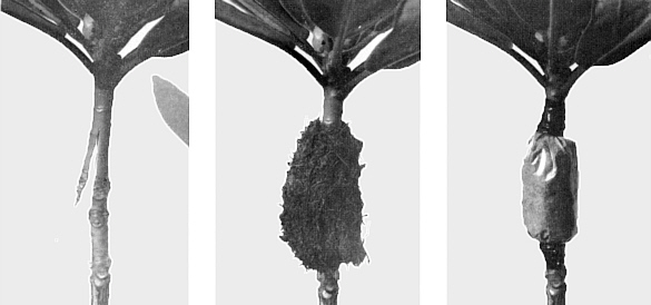 Left-Upward cut is made half way between graft and lower leaves. Center- Wounded
area is treated with hormone damp sphagnum peat. Right - Completed air layer.