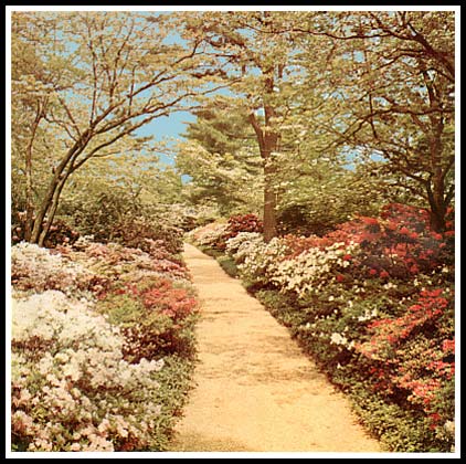 Planting Fields Azalea Pathway