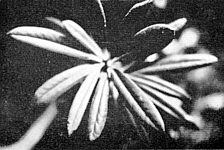 Long narrow, flat leaf form