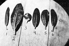 Leaf variation