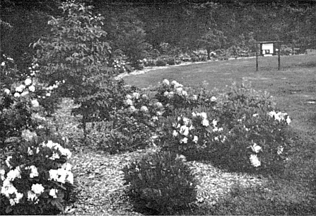 Union County Rhododendron Display Garden