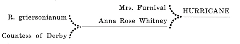 R. 'Hurricane' parentage