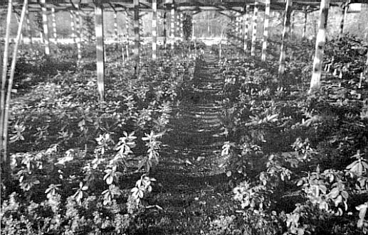 Young plants in the lath house at Greer Nursery