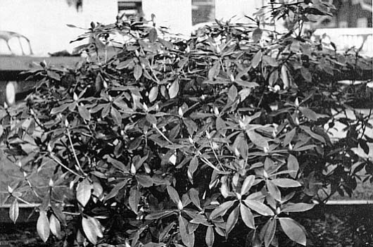 Rhododendron ponticum that received 12 heaped double handsfuls of lime.