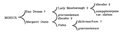 Parentage of R. 'Mohur'