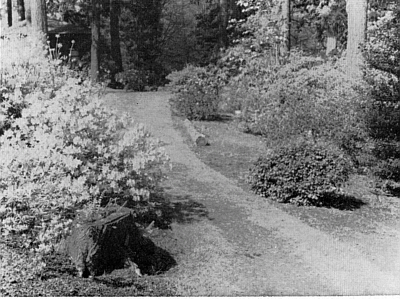 Rhododendron Island Portland, Ore