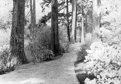 Rhododendron Island Portland, Ore