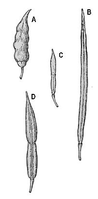 Rhododendron Seed Capsules