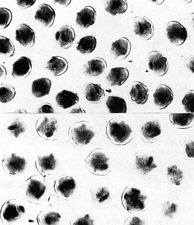 Pollen of a doubled and undoubled plant.