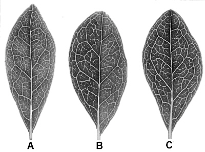 Leaves of Doubled and Undoubled Azaleas