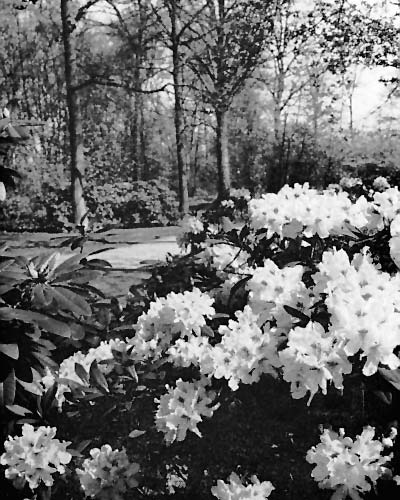 Rhododendron caucasicum