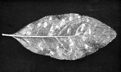 Chrysomyxa rust spots on R. occidentale