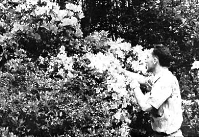 Collecting cuttings of Hirado azaleas