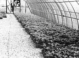 Pots in Hoop House