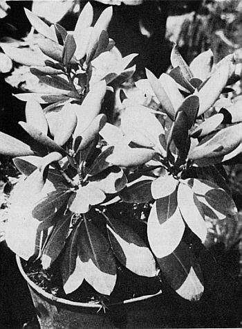 One-year-old container grown 'Roseum Elegans'