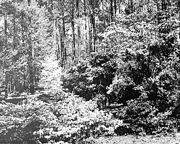 Azalea Trail at Callaway Gardens