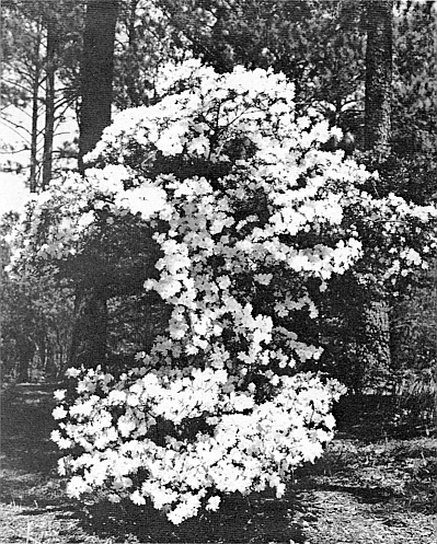 Kurume azaleas on Azalea Trail