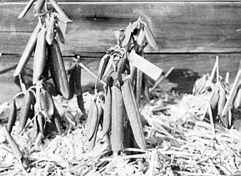 Leaf wilt with roots in frozen soil.