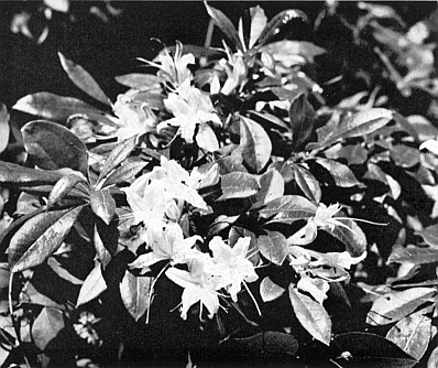 R. arborescens