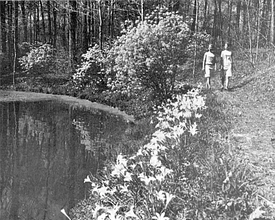 Wildflower Trail at Callaway Gardens