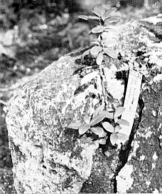 R. species seedling growing on tufa rock