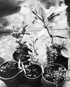 Young seedlings at Strybing Arboretum